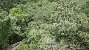 Satchari National Park