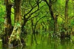 Ratargul Swamp Forest