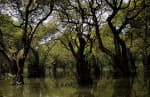 Ratargul Swamp Forest