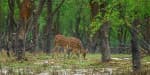 Nijhum Dwip