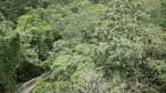 Satchari National Park