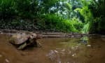 Lawachara National Park
