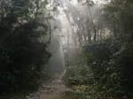 Lawachara National Park